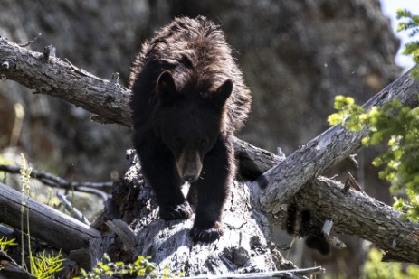 Junger Schwarzbär im Yellowstone Nationalpark