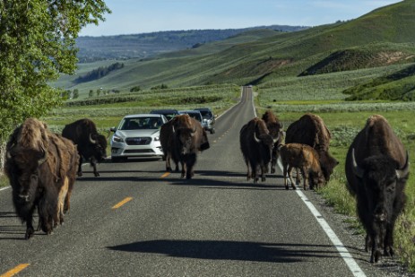 Büffel auf der Straße im Yellowstone Nationalpark