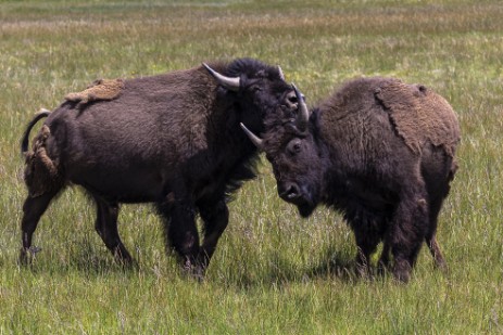 Büffel in Yellowstone