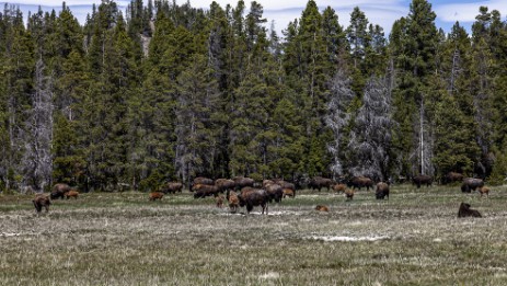 Büffel im Yellowstone Nationalpark