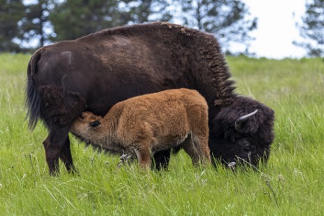 Säugende Bisons im Custer Statepark