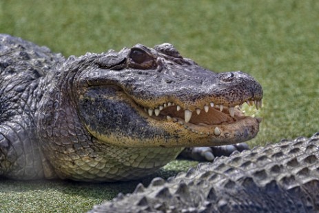 Gator Show in Reptile Gardens in Rapid City
